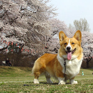 2004年4月11日のマック