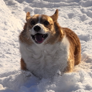 2010年1月8日のマック