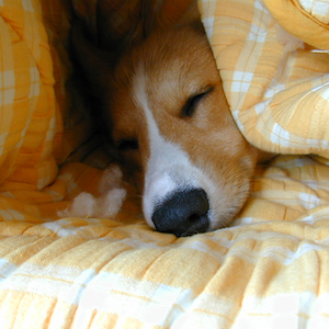 2002年4月19日のマック