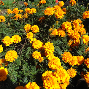 マリーゴールド 