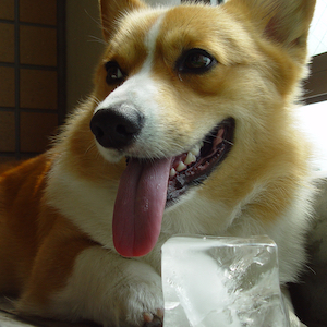 2003年8月5日のマック