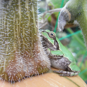 バターナッツとカエル