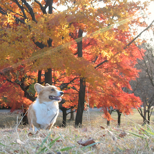 2004年12月11日のマック