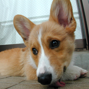 2002年3月29日のマック