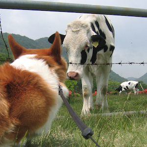 2005年6月19日のマック