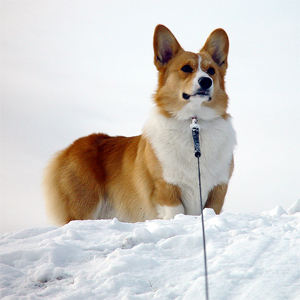 2003年1月12日のマック